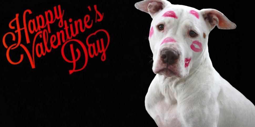 Free Image of Dog with Kiss Marks - Happy Valentine\'s Day 